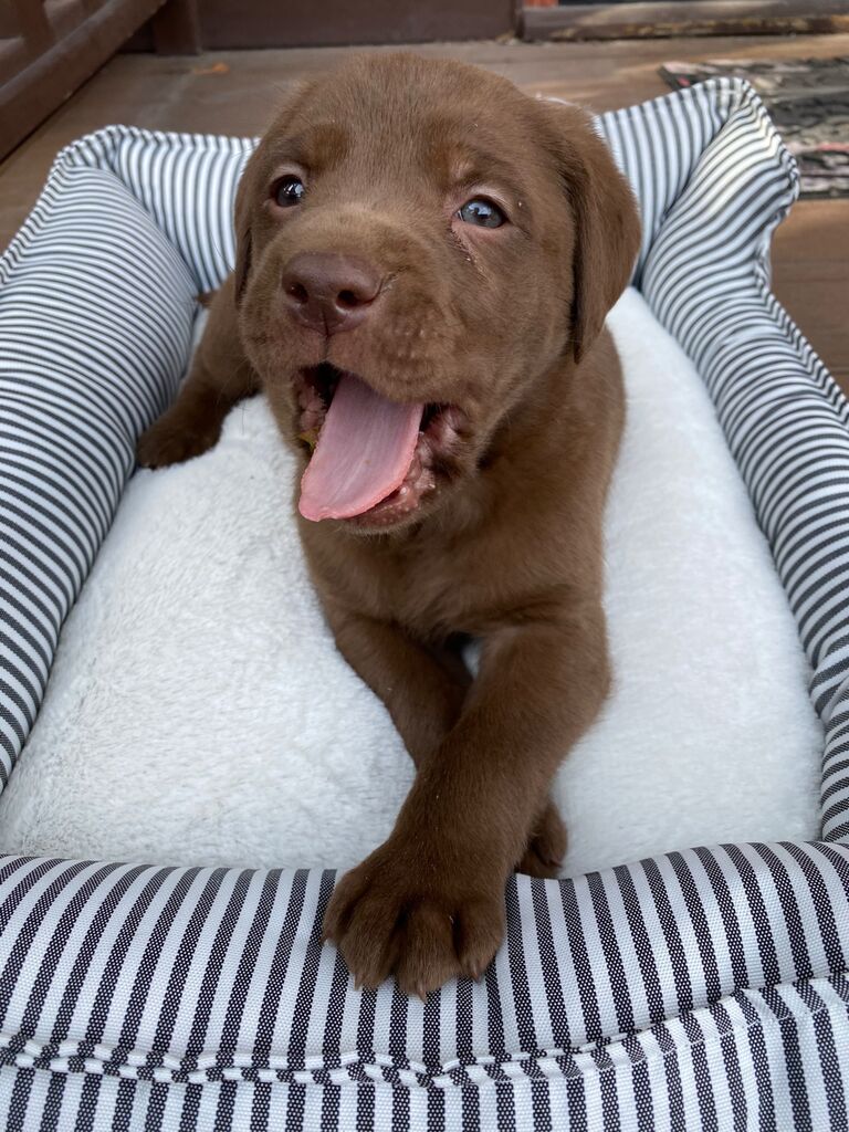 Little Baby Rio comes home! Rio was adopted in the heart of the pandemic, and found the perfect home with the Chum Squad.