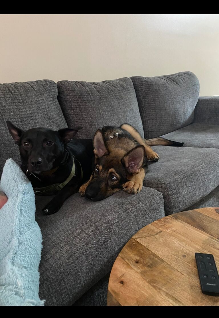 Added Odin to our Family