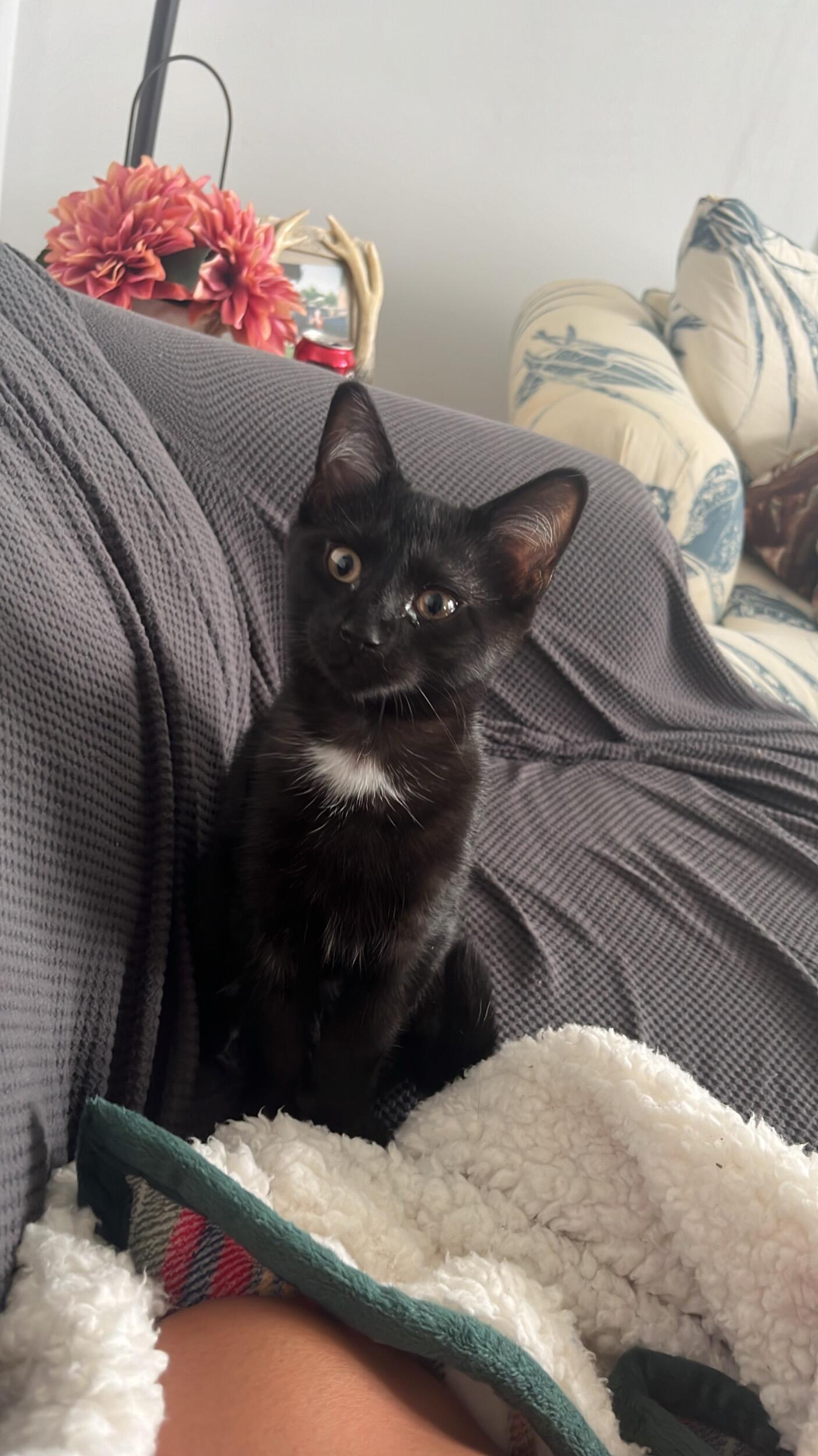 The day we got our baby Binx