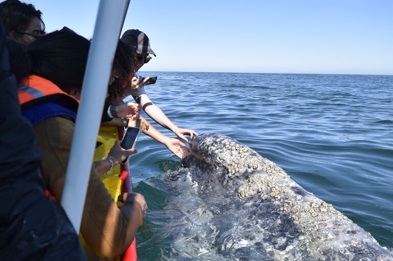 Celebrating Jennie's birthday with the baby grey whales 🐋
/ Celebramos el cumpleaños de Jennie en Pto. Chale con los ballenatos 