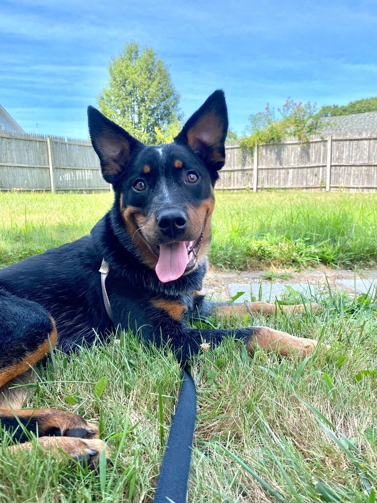 Dugg's gotcha day!