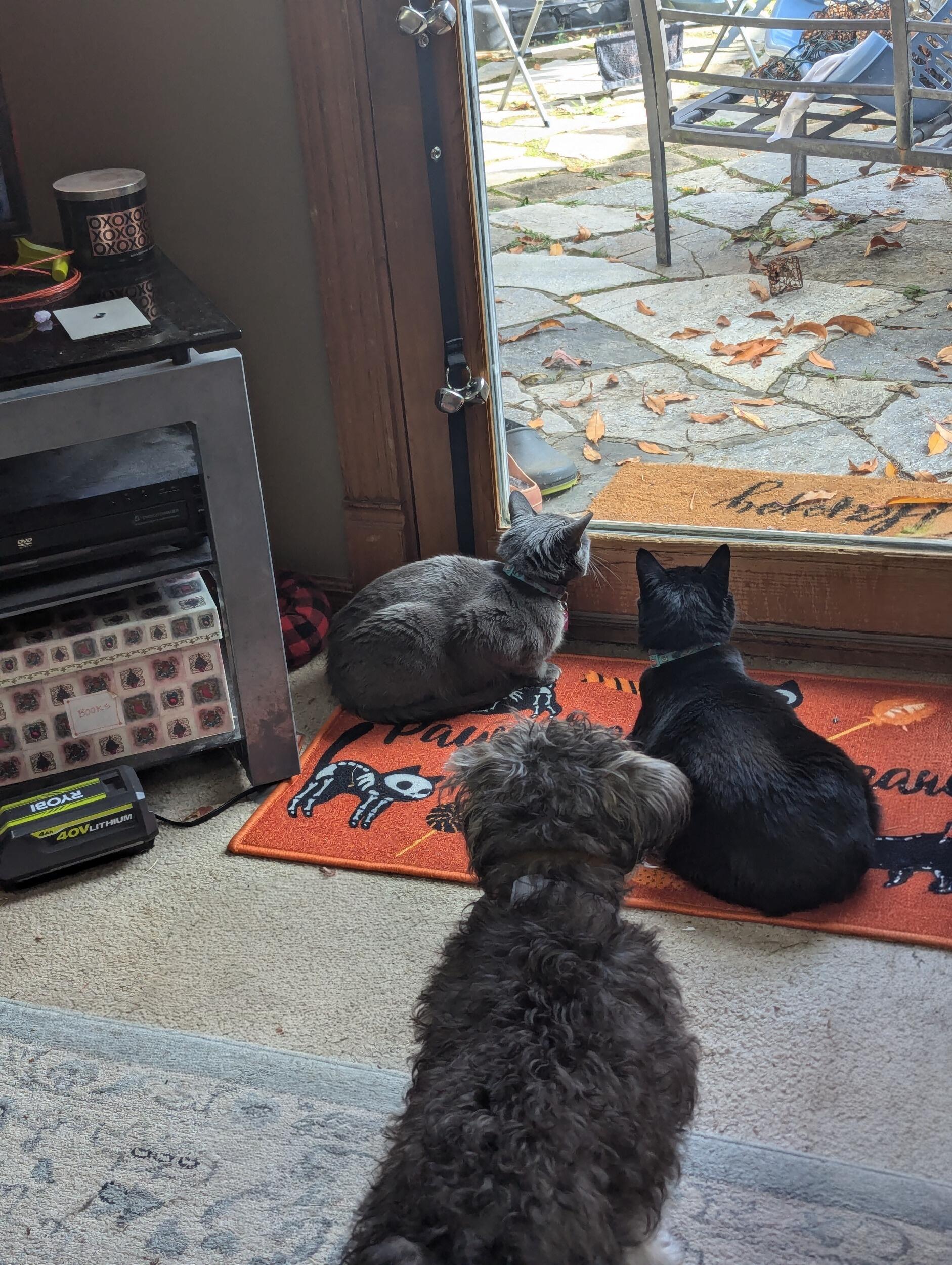 Echo, Whisper, and Izumi
Pittsburgh, PA