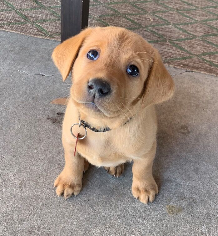 The day we brought Rover home