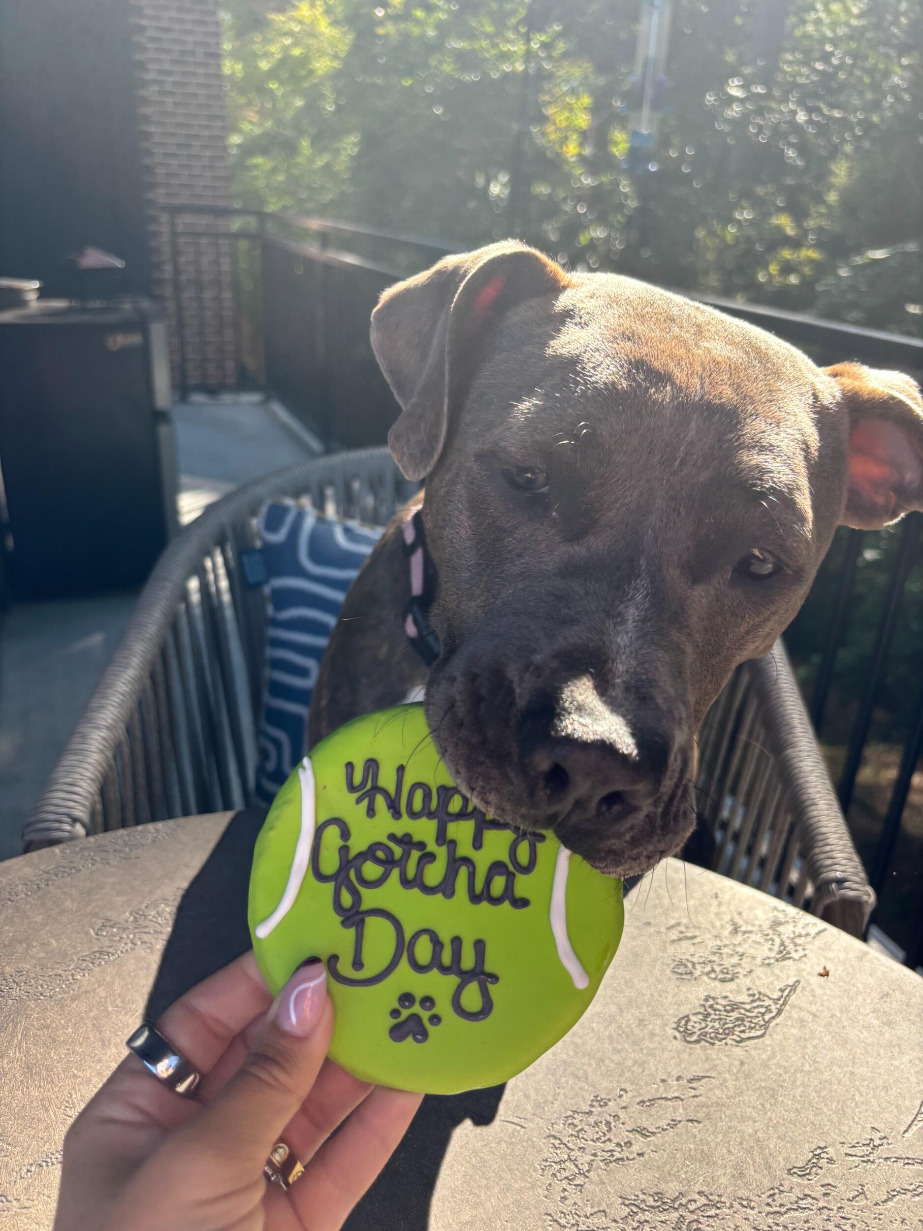 We adopted Stella from the shelter!