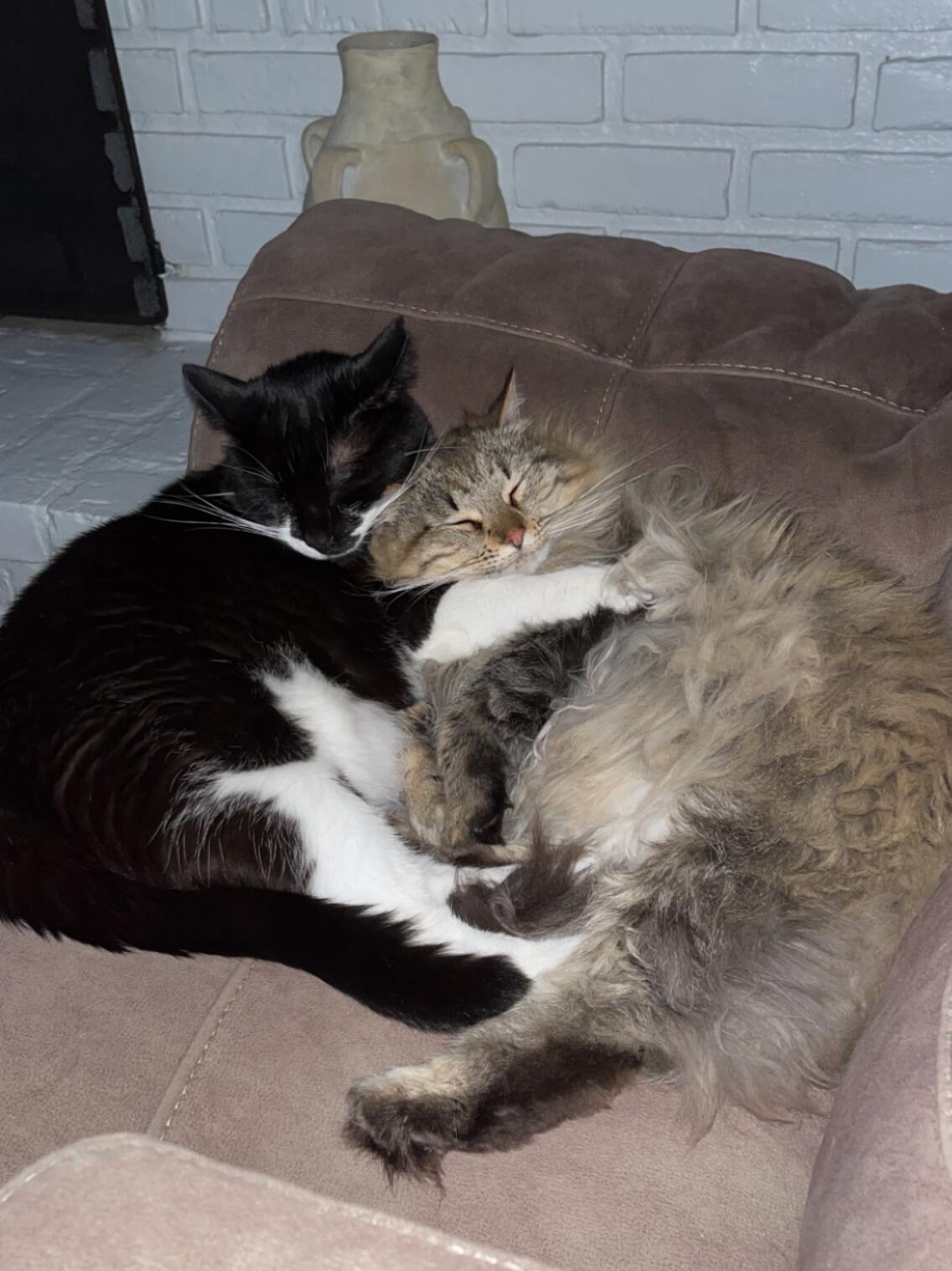 We added our second cat, Porsha to our little family. We rescued her from our wedding venue the day we booked it!