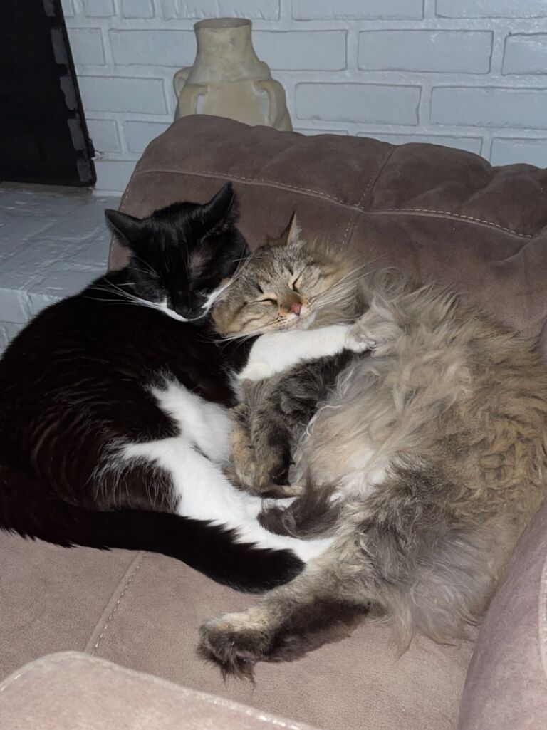 We added our second cat, Porsha to our little family. We rescued her from our wedding venue the day we booked it!