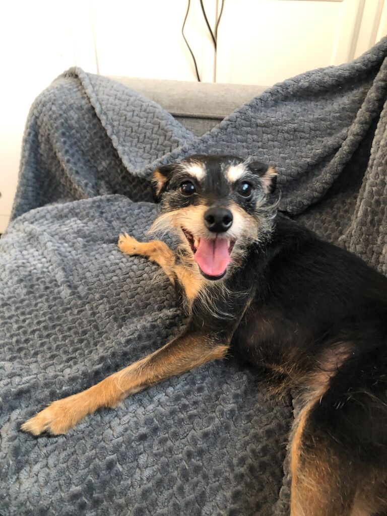 Bringing Bethie home from the shelter