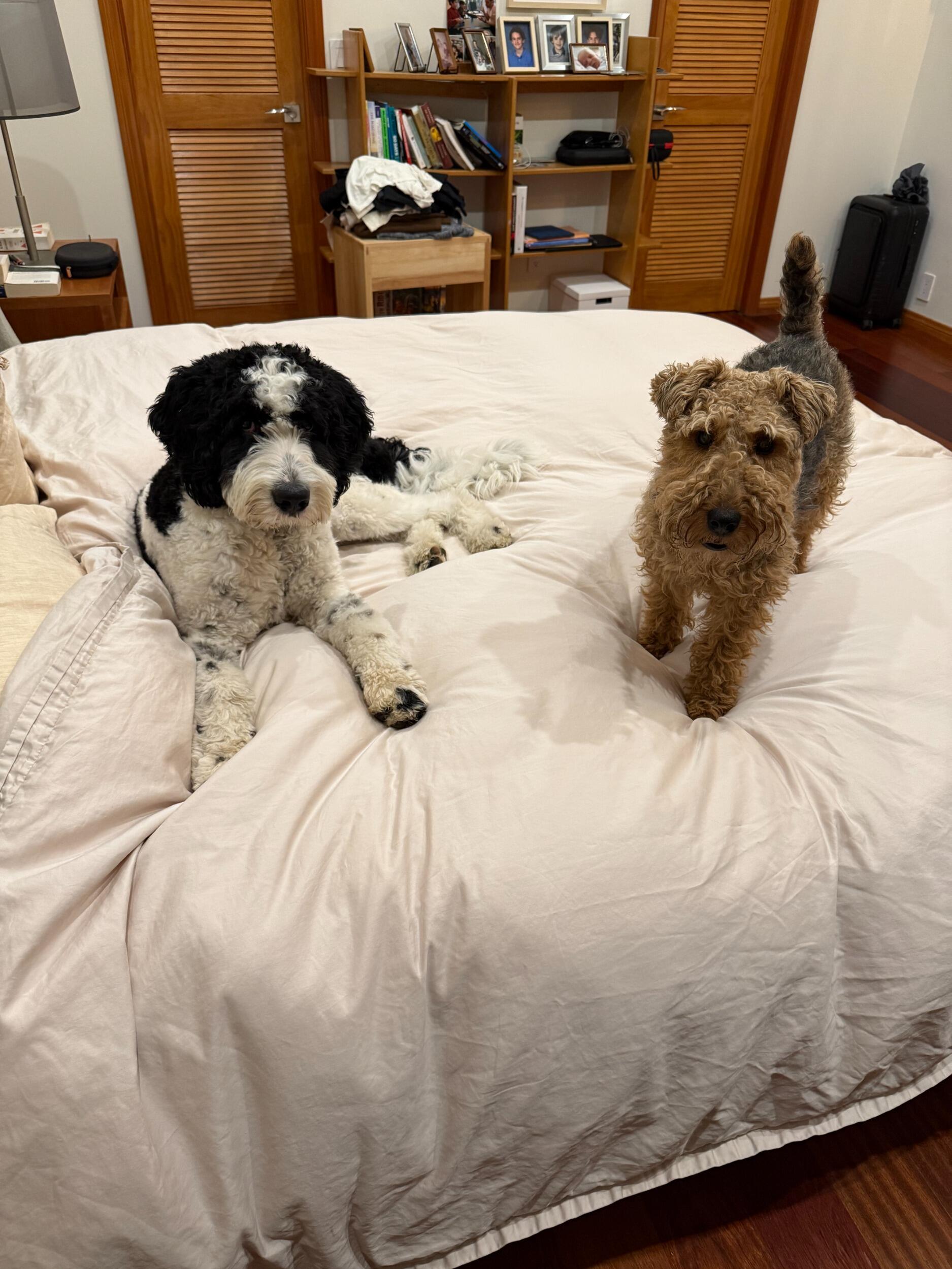 Vespa and Panko became besties right after Panko came home ... OK, maybe not right away ...