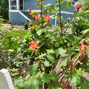 Gallery Photo 19