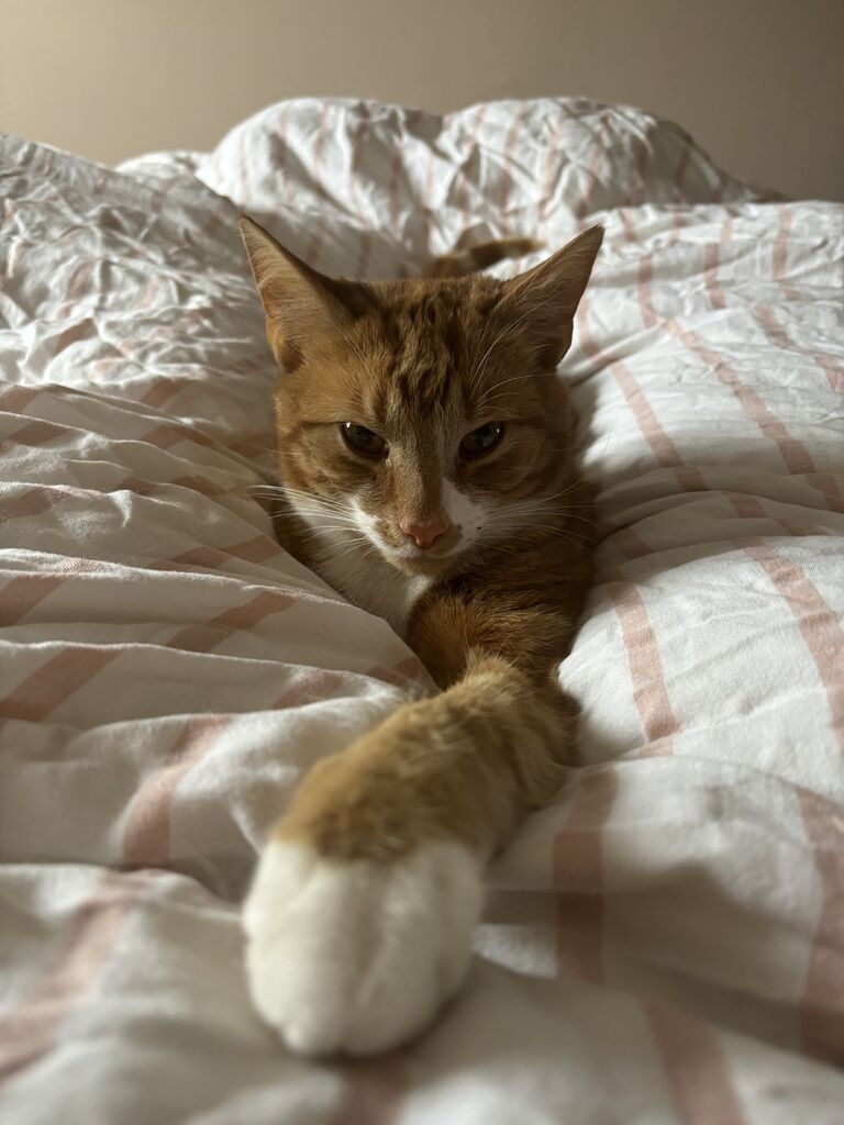 Dwight entered Amy and Declan's lives on December 27th 2021 and it has been further furry joy ever since.