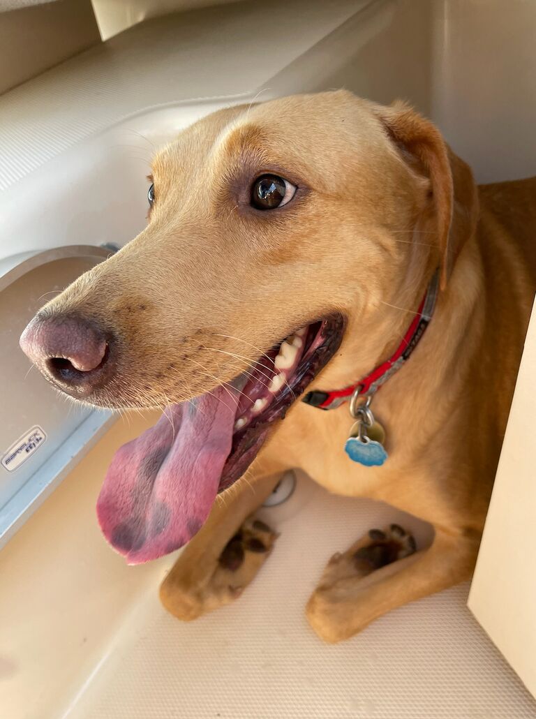 Casey The Dog can't wait for her parents to tie the knot!