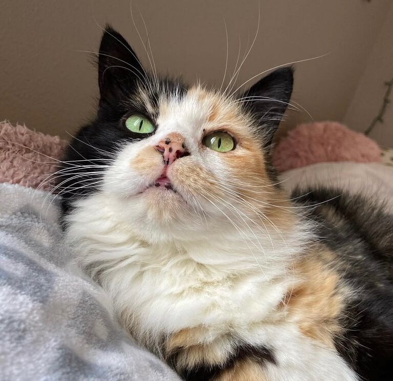 Being impulsive, I asked Aaron if he wanted to drive down to Yakima with me to adopt a cat. We had no idea what we would be coming home with, but we ended up bringing home this gorgeous fluff ball. While adopting her, the lady at the front desk asked us what we wanted to name her. We realized we hadn't even thought about names. Aaron quickly looked up cat names on his phone and said "How about Luna?" We both liked it! Now, she has a million nick names such as "Tuna" and "Tuna bug". She is our baby!