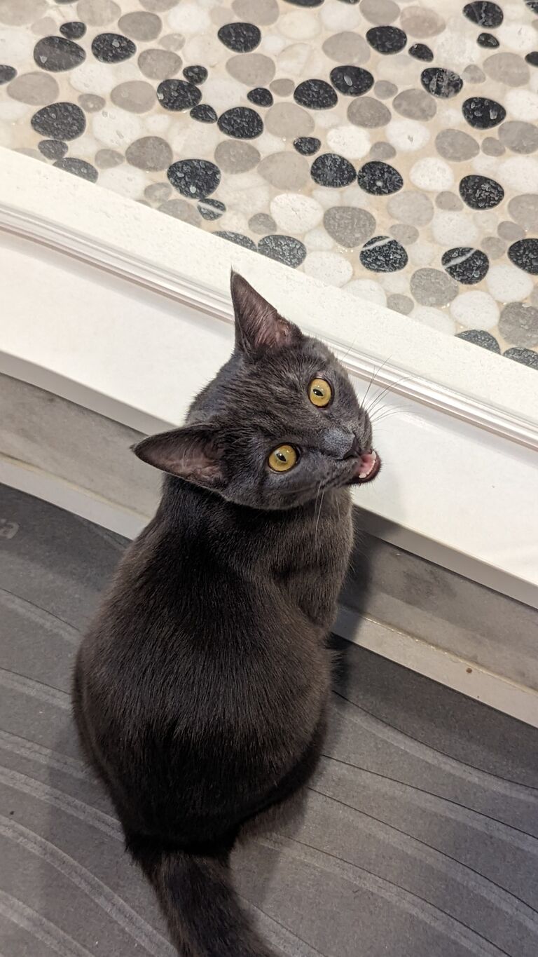 Introducing Jiji to the family
