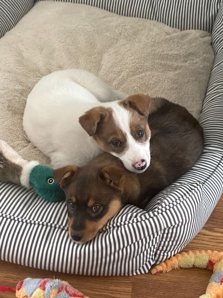 Adopting Roara and Shavi one day before moving into our house!