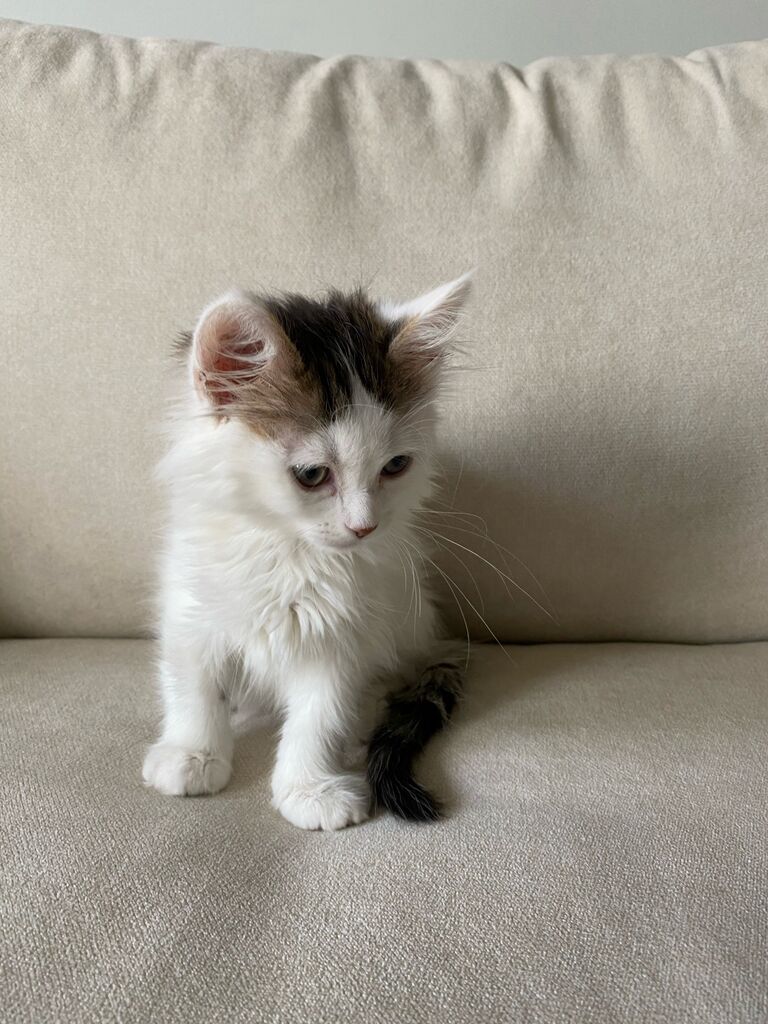 Ramona is adopted! She's tiny, sassy, and a real sweetheart.