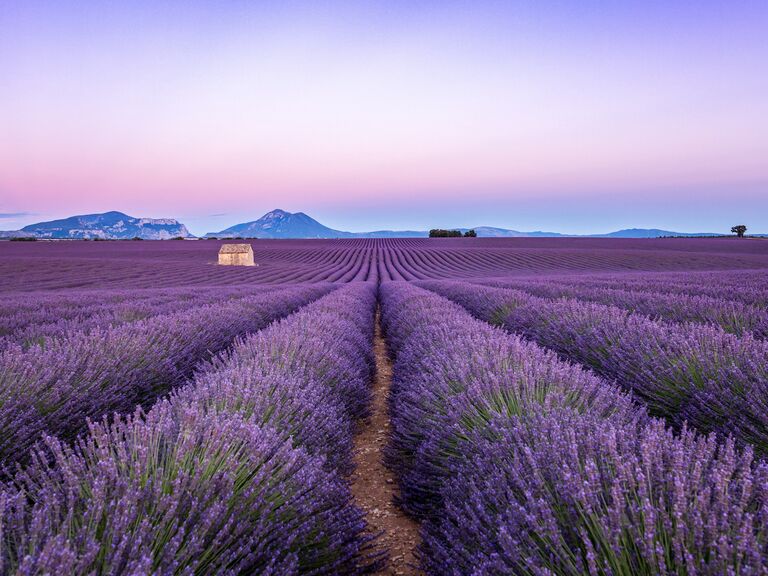 Lavender field at sunset, Valensole, Provence, France