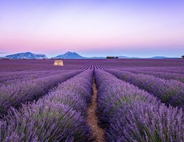 Lavender field at sunset, Valensole, Provence, France