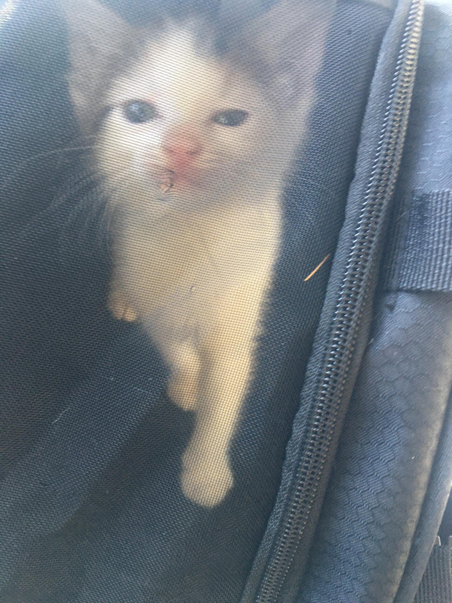 Honey came into our lives