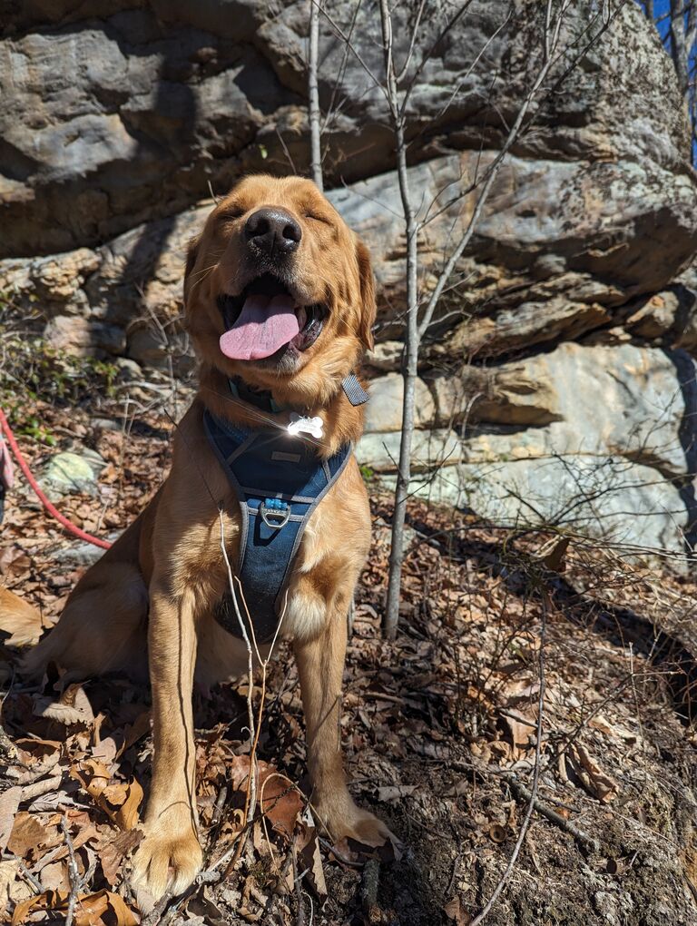 Welcome to the pack Seneca! He was an instant hit with the cats, and he has grown on our dogs with time!