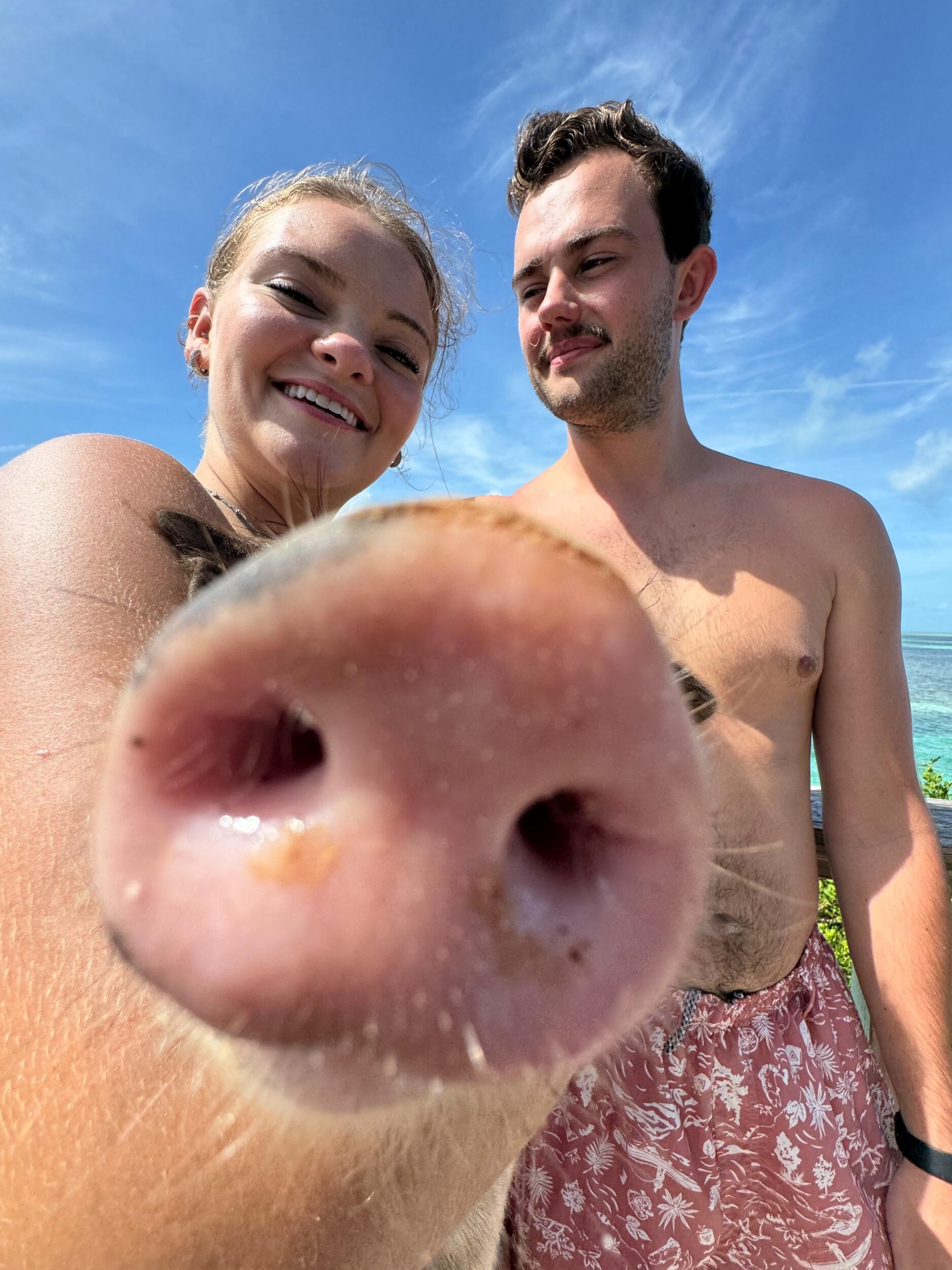 Pigs in the Bahamas