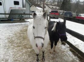 Runabout Farm Pony Rides & Petting Zoo - Pony Rides - Stamford, CT - Hero Gallery 4