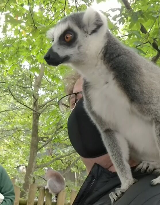 Adam befriends a ring tailed lemur.