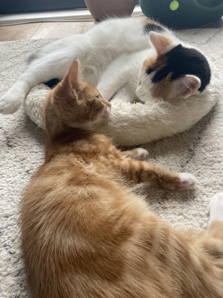 Dwight entered Amy and Declan's lives on December 27th 2021 and it has been further furry joy ever since.
