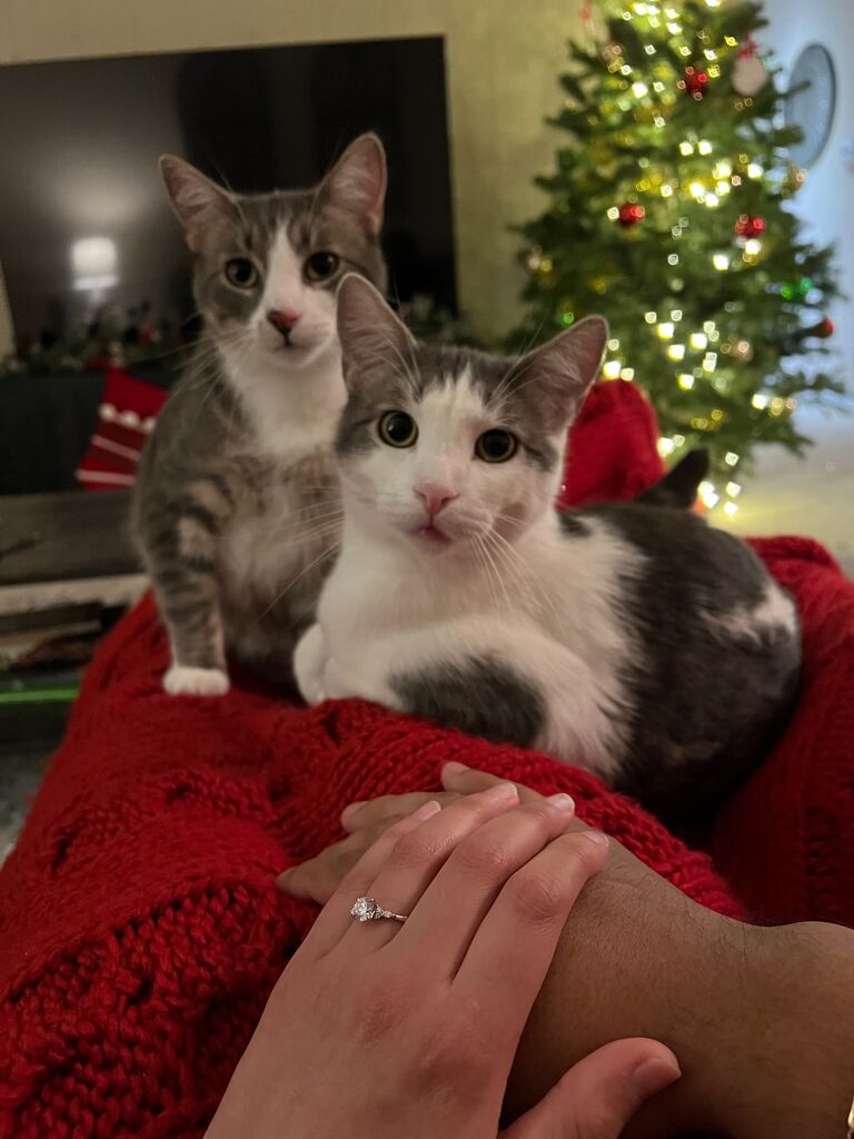 Edver proposed to Jackie. She said yes and the cats approved!!