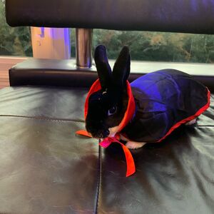 Gallery Photo 65