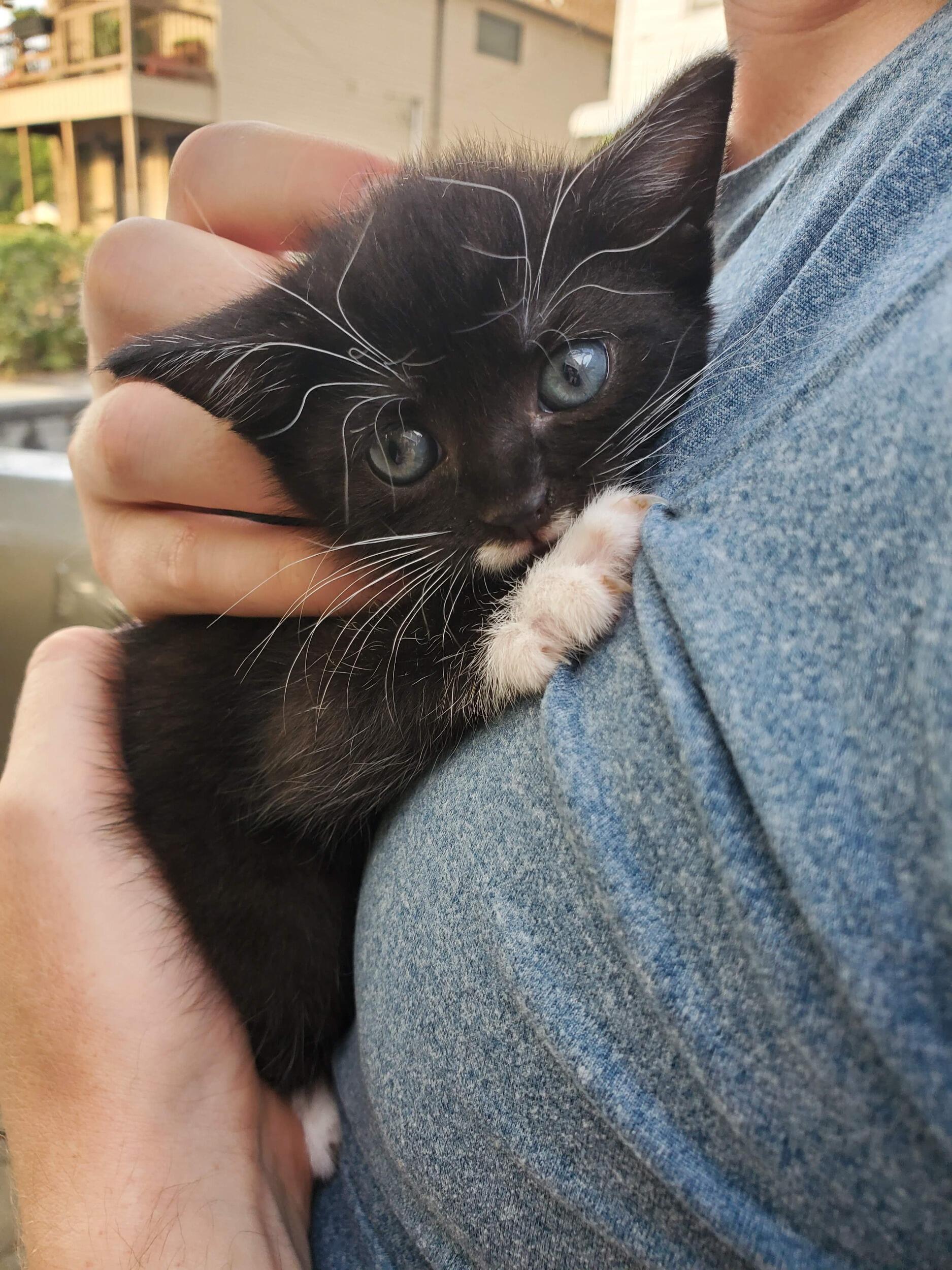 At the end of summer 2021, we adopted Dali from down the street to keep Boba company while we went back to work and school. The two love each other very much. 