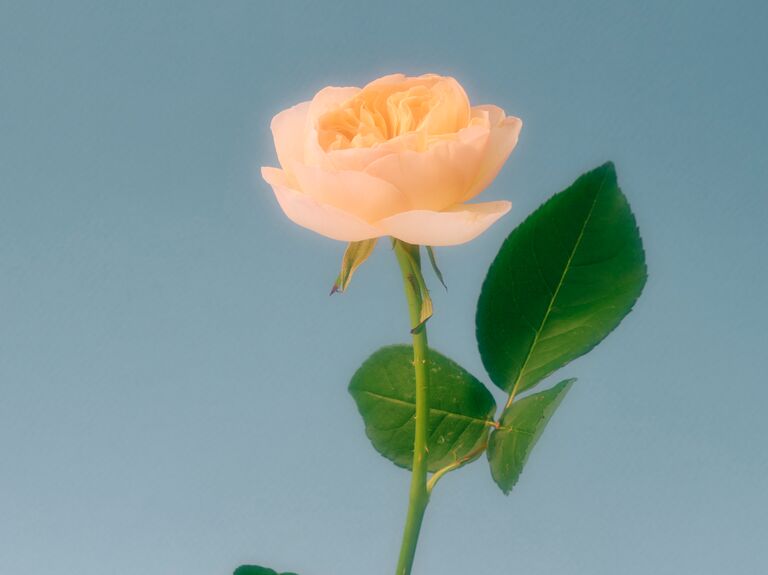 A beautiful and romantic peach-toned rose