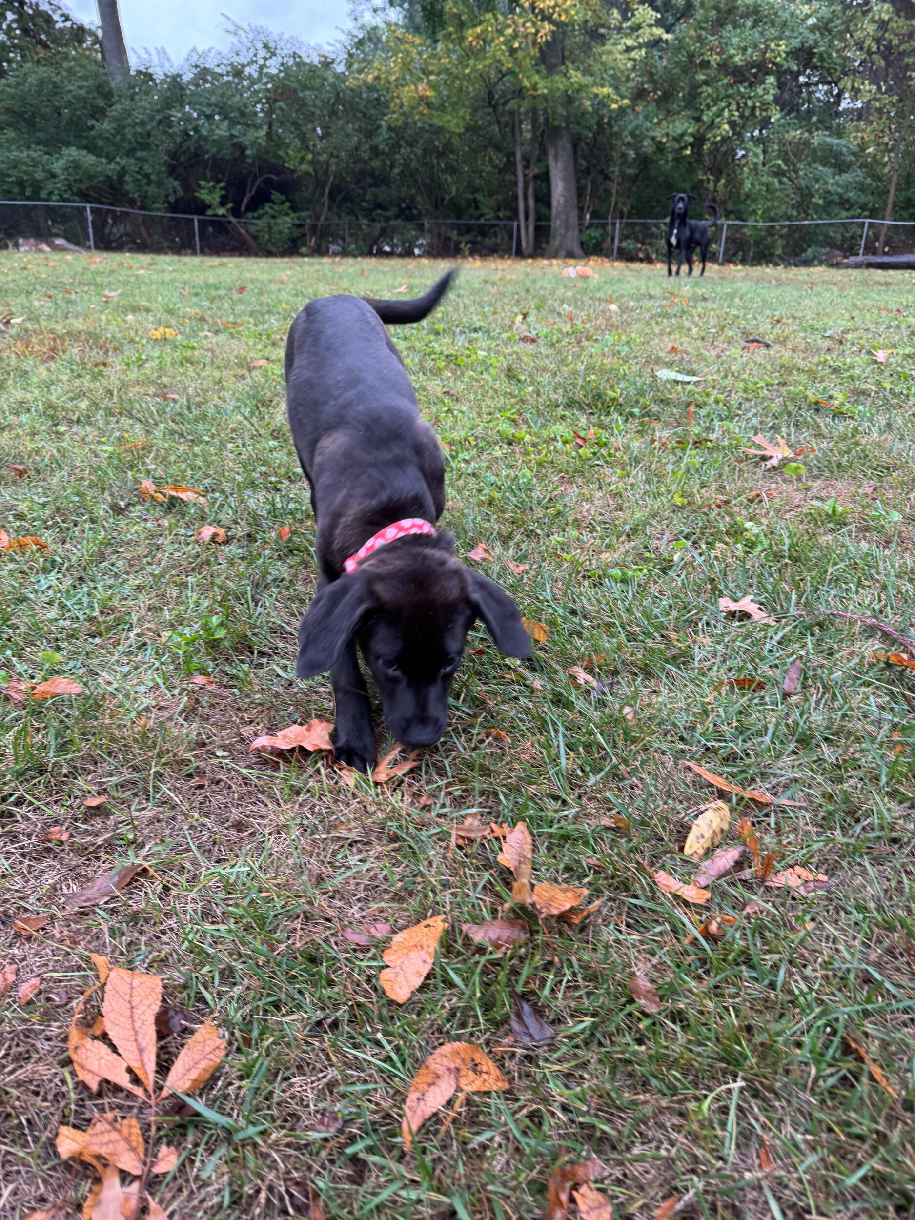 We got our second dog Honey girl 