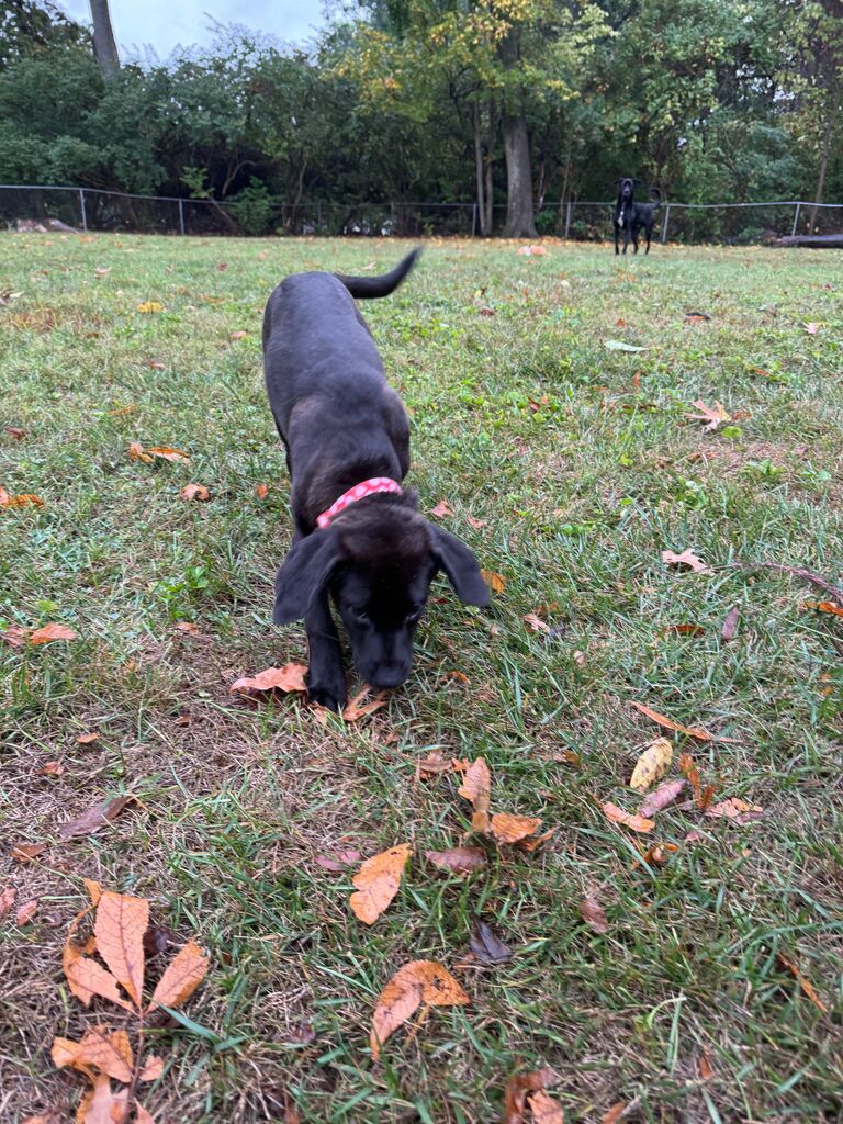 We got our second dog Honey girl