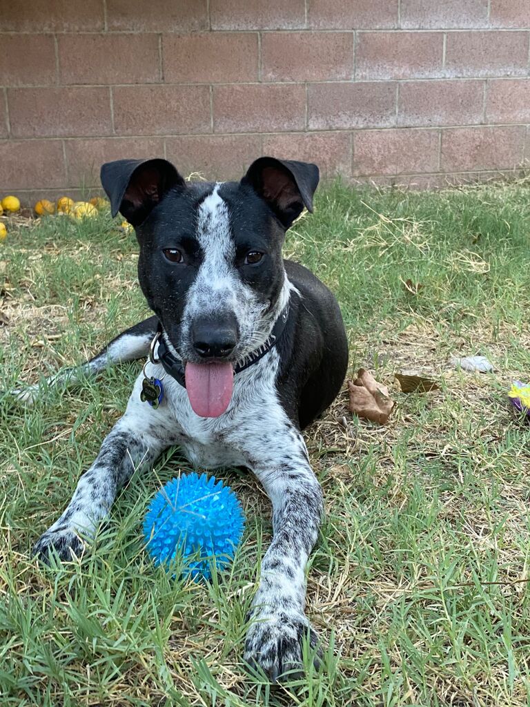 Adopted Dudley during the middle of the pandemic