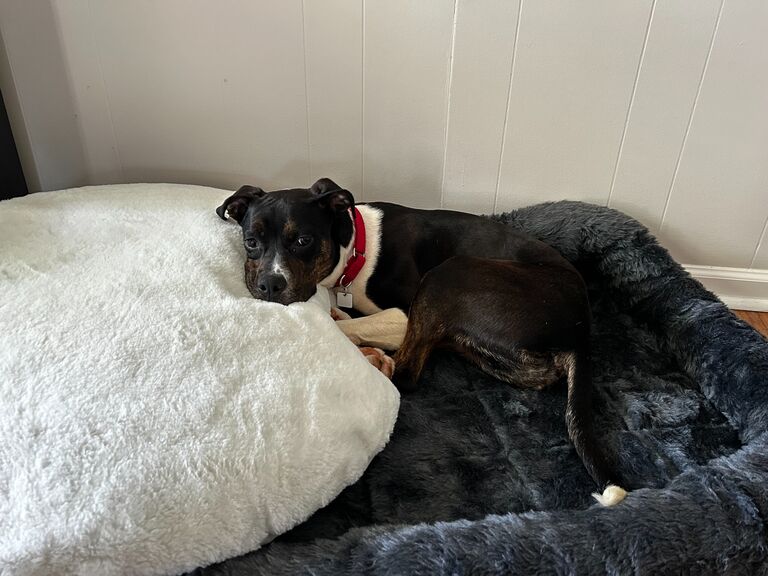 We adopted Dean! Our friends Nadia and Eric were fostering him from LifeLine Animal Project, and we decided that he would be a perfect fit. He's been a (chaotic) joy ever since!