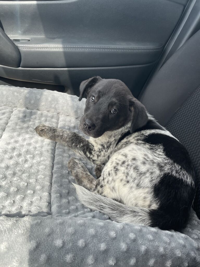 We got Reese a sister and welcomed Olive to our little family!