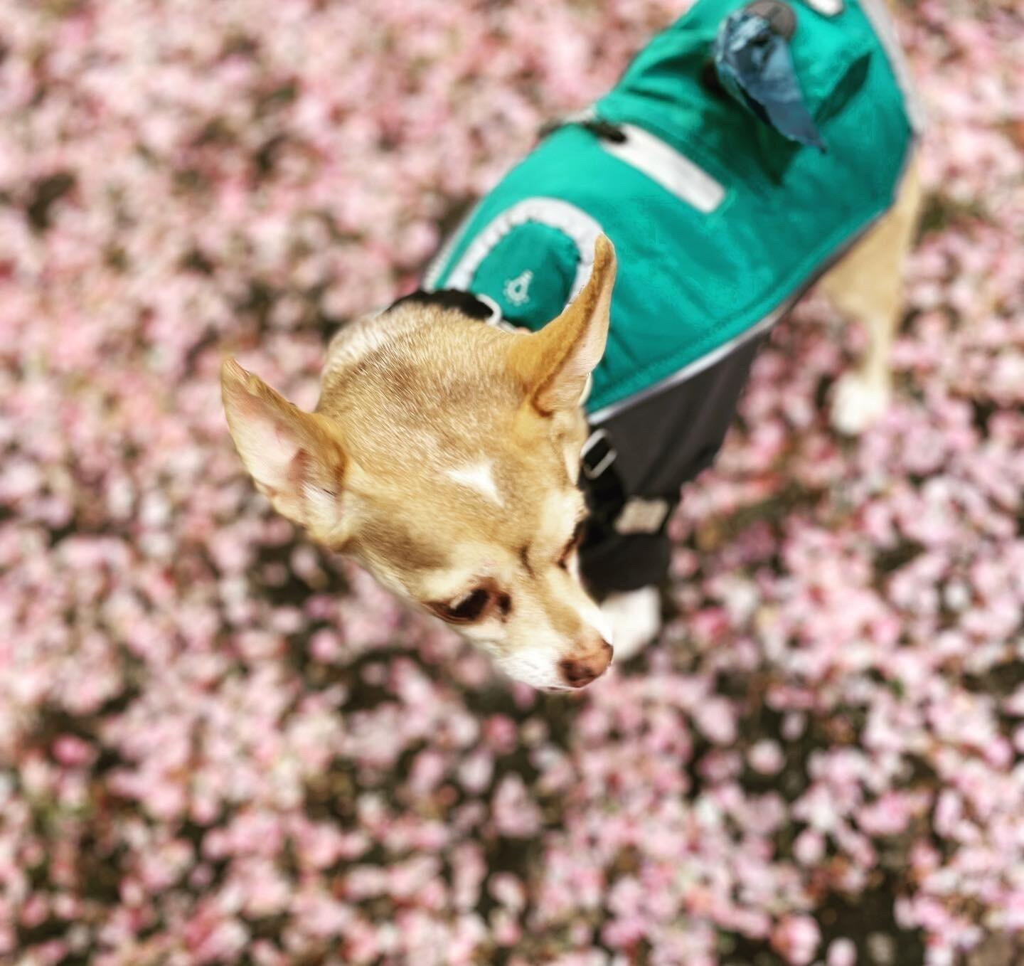 ~ChloeJay pictured at the University of Washington located in Seattle during the peak of cherry blossom season. 
Go Huskies!