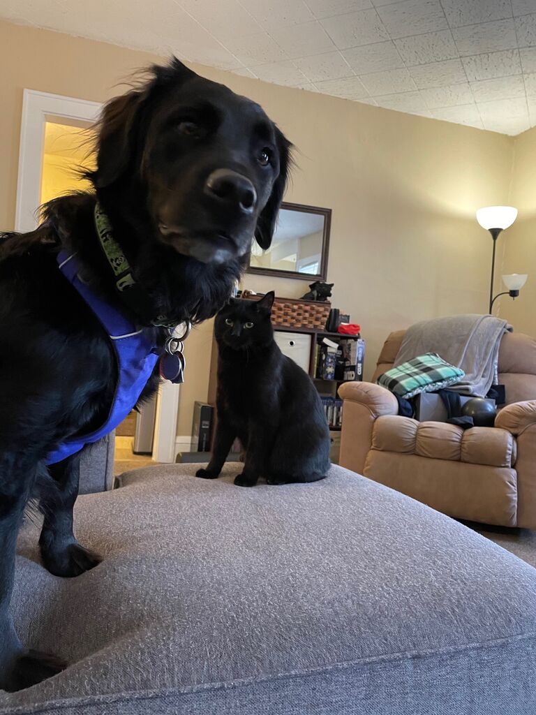 A few months after Beans moved in, we set up an opportunity for Layla and Beans to meet. Layla had been around cats when she was in the shelter, but she also is fairly reactive to other animals on leash. We weren't sure how the meeting would go, so Andrew bought a gate to put across his bedroom door and put Beans on the other side. They met at the gate and went crazy. Despite this, when Layla ran to sniff the rest of the apartment, Beans hopped the gate and followed along. Nowadays, we wouldn't be able to keep Beans away from her even if we tried.