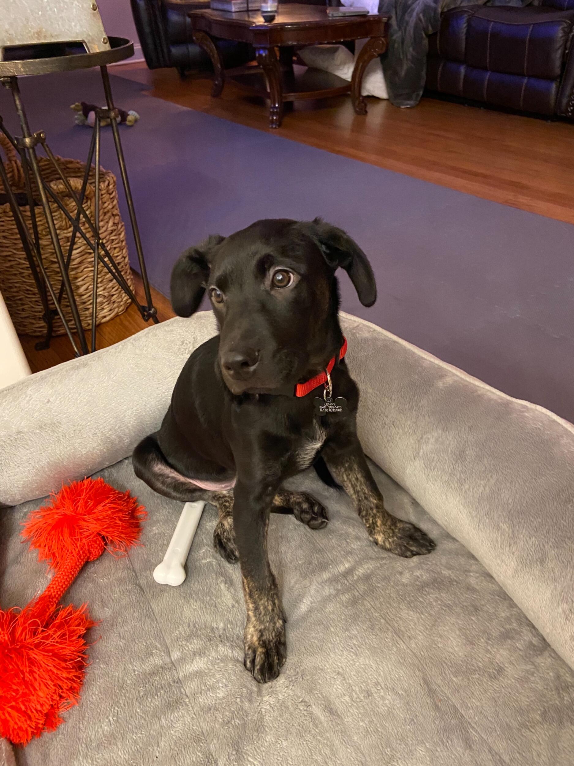 We adopted our puppy, Lenny! 