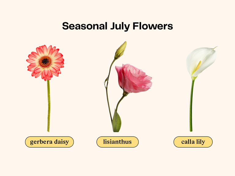 Collage of flowers that are in season for a July wedding. 