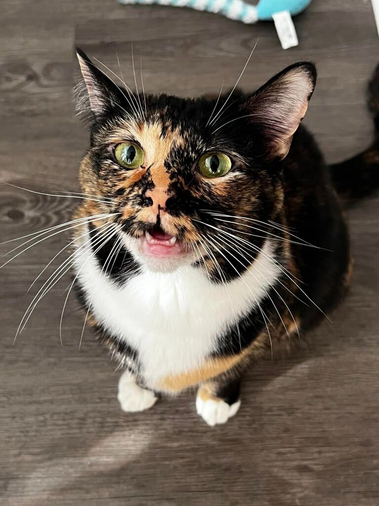 We added Mia into our home!