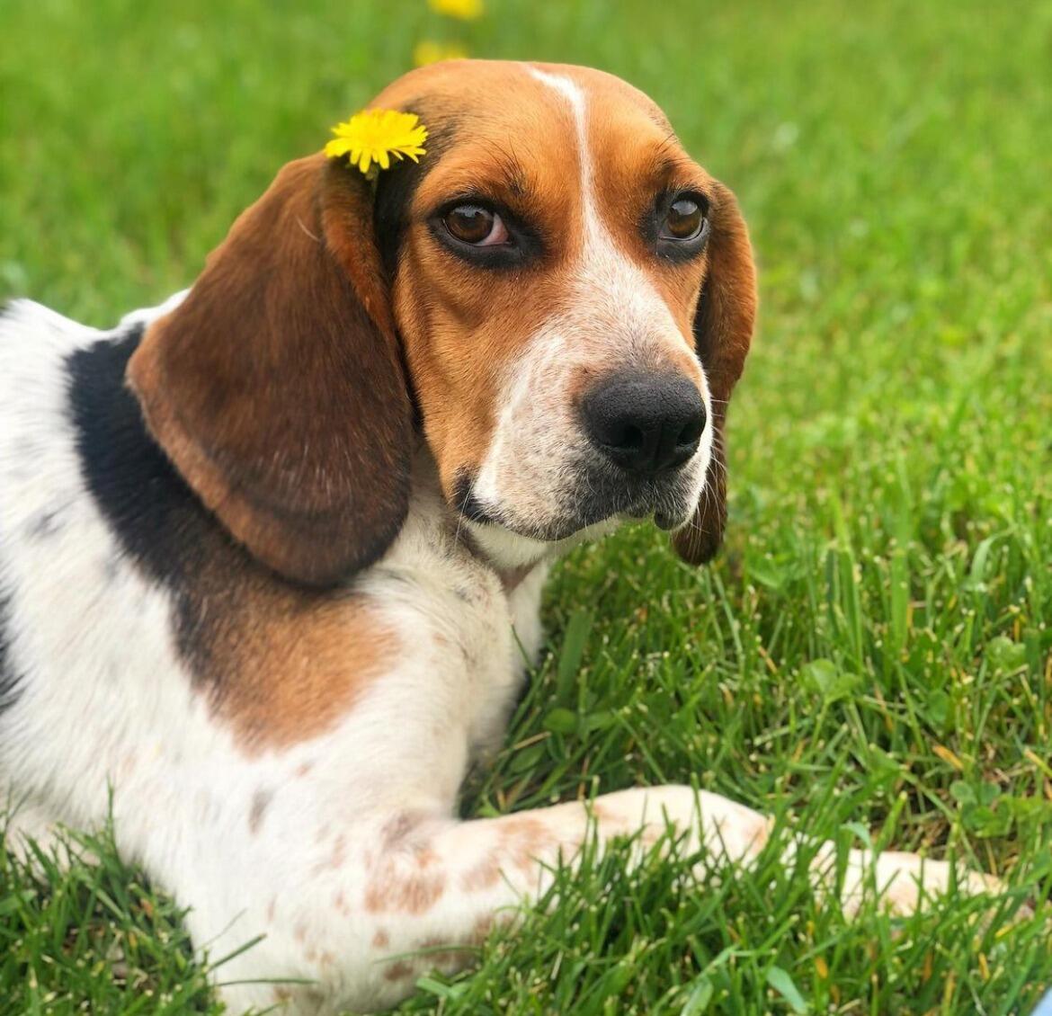 We adopted Heidi! Our first dog.
