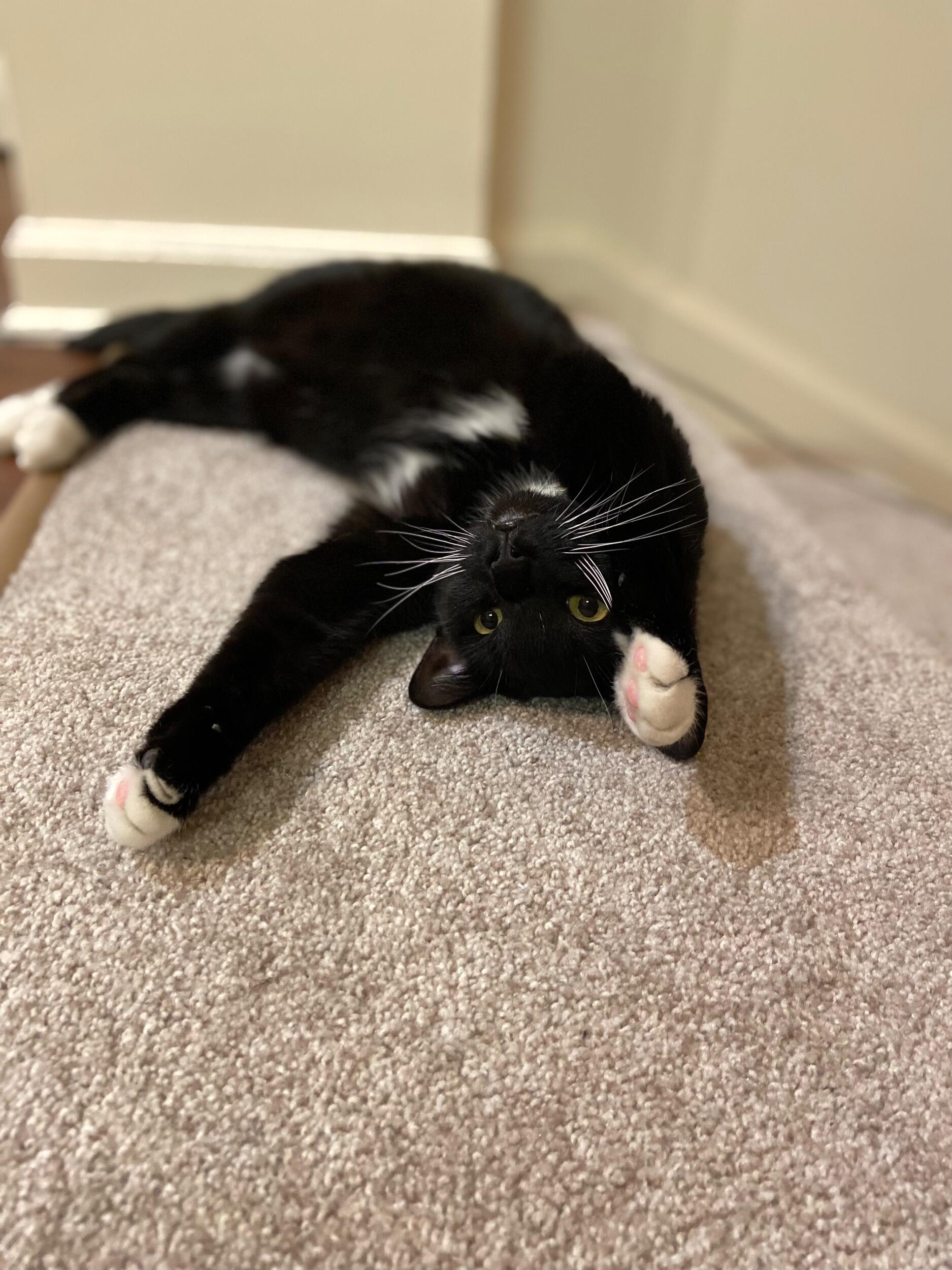 They adopted their first baby, Fig. She became the center of their world overnight. 