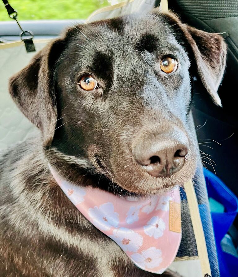 Picking up our adopted dog Beatrix in Indiana.