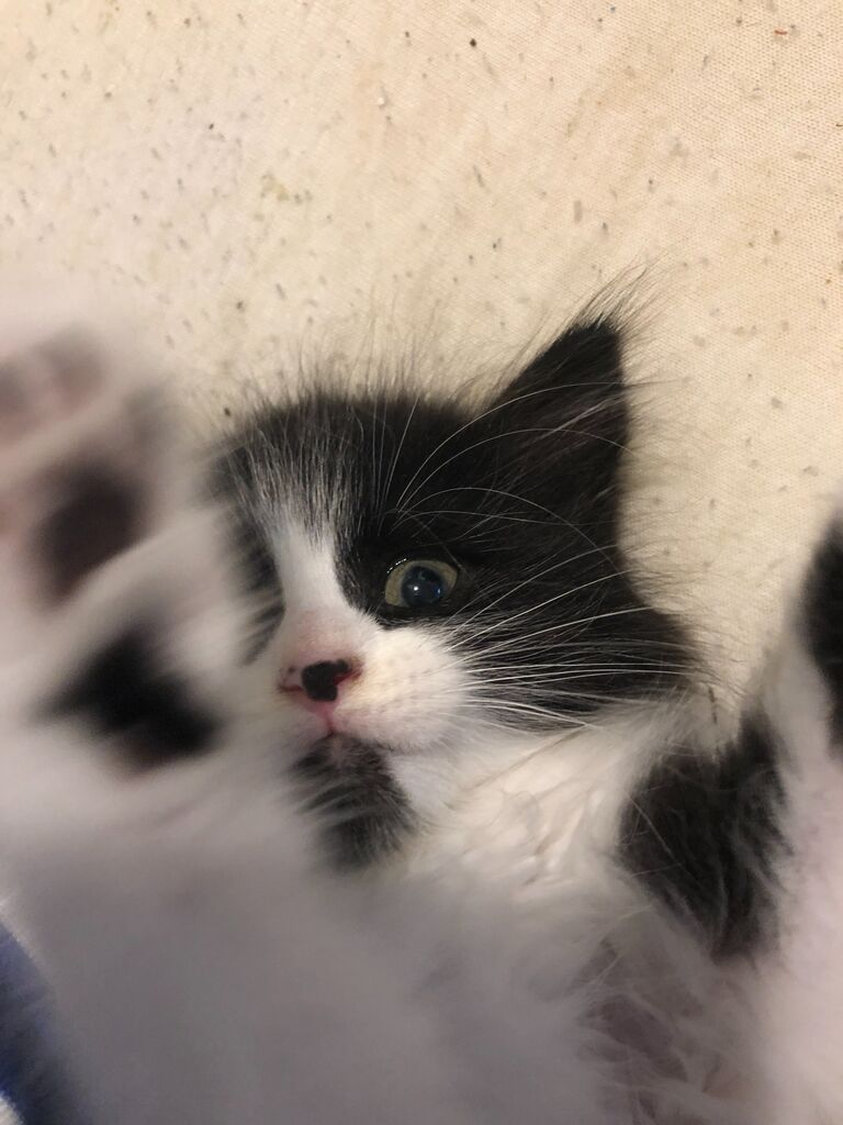 Becoming parents to our fur baby Oreo.