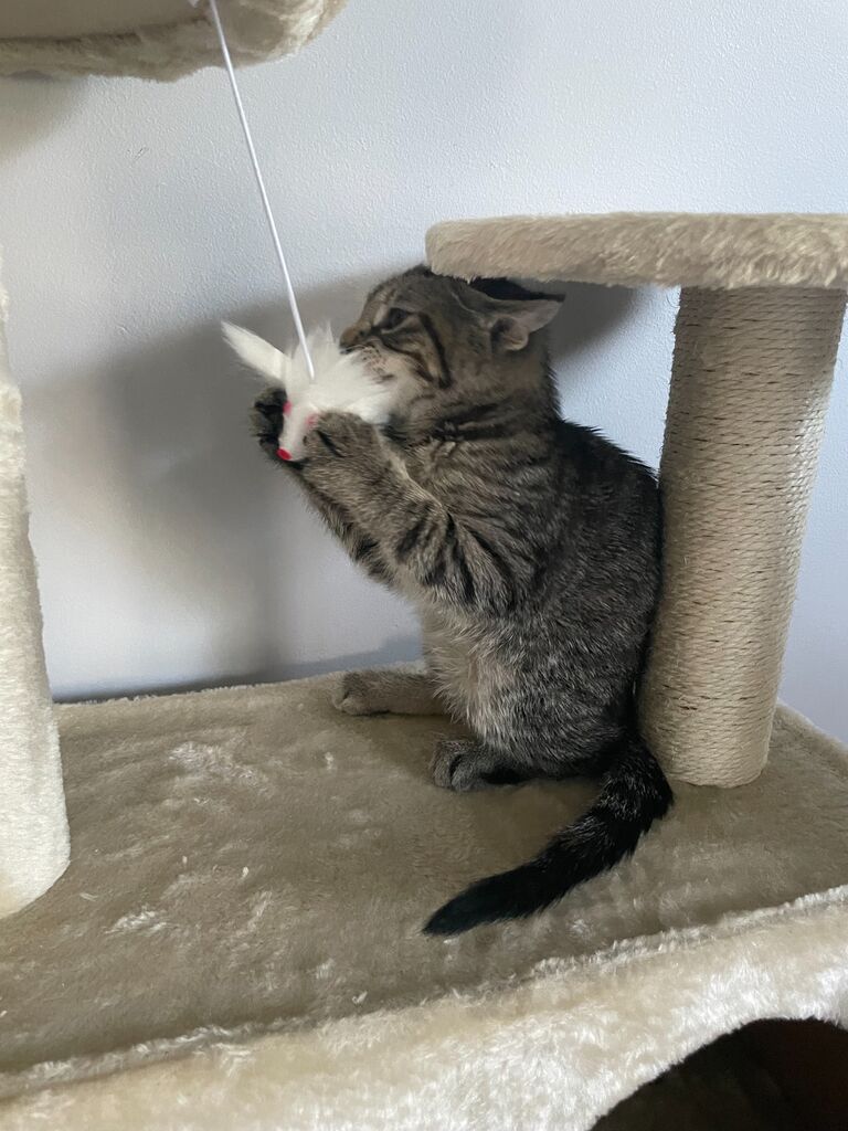 Out First Cat: Charli Murder Mittens Rees.