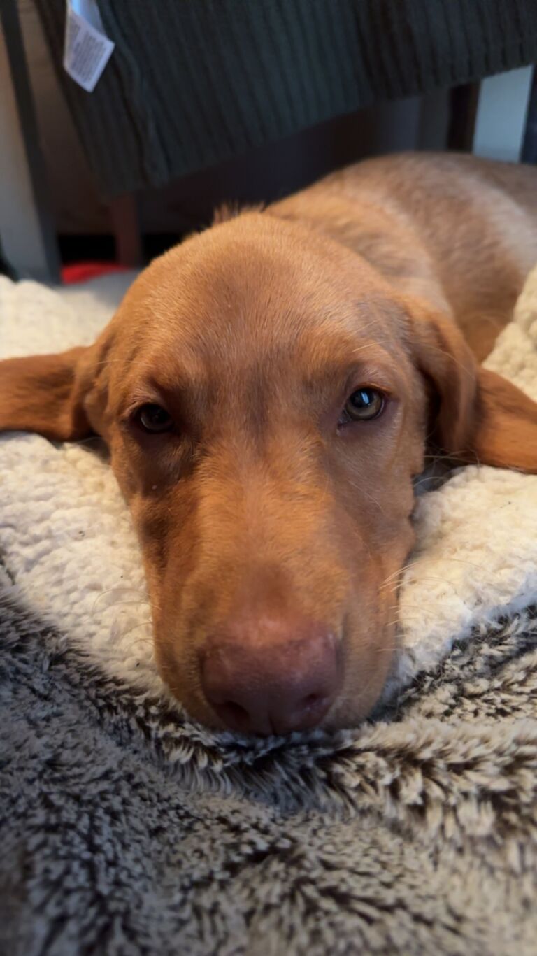 Got Sawyer (dog 3) and became a family of 5