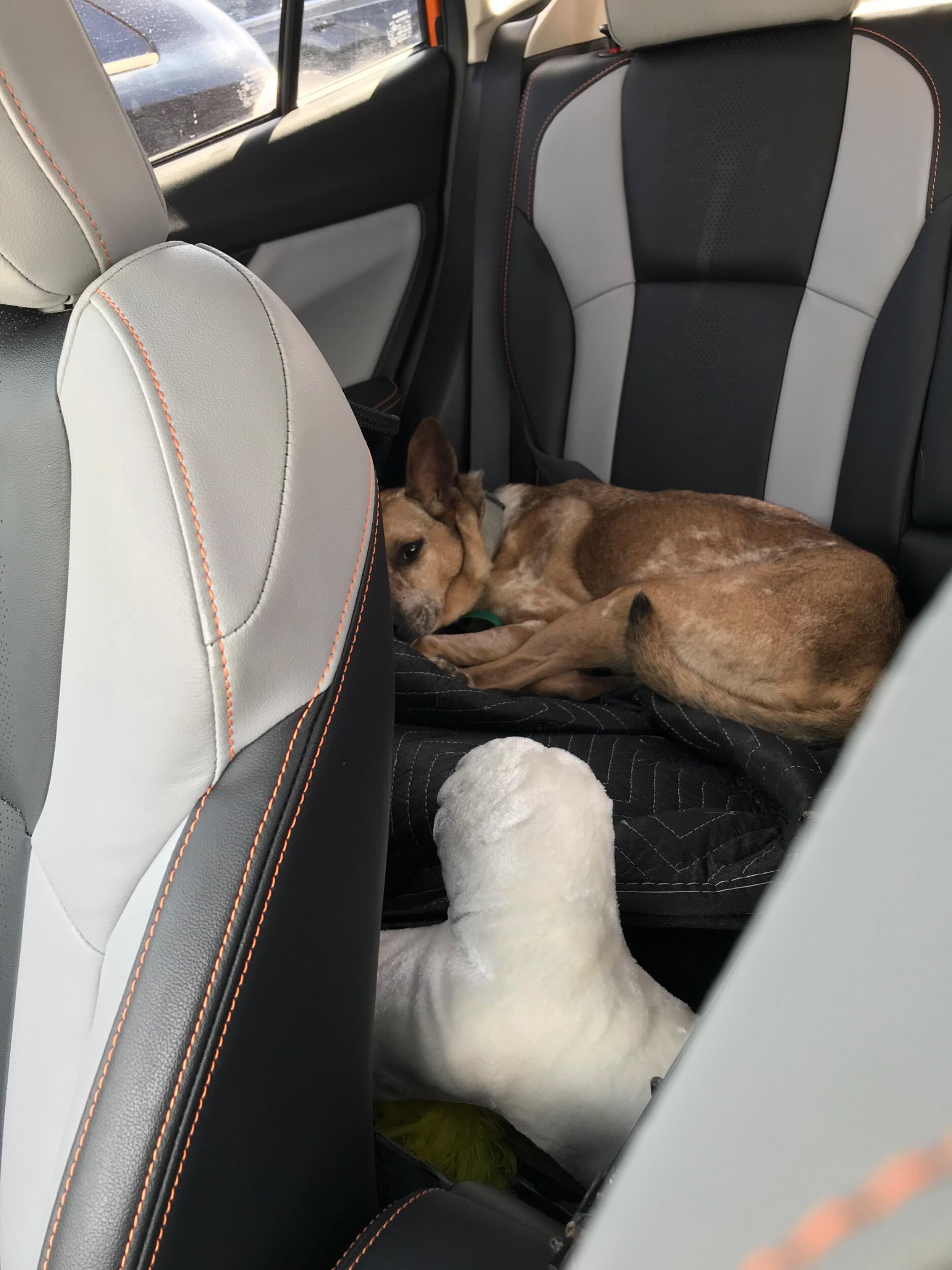 February 18th, Alyssa picked Link up from the shelter for his first day of foster. Here he is on his way to meet his future dad!