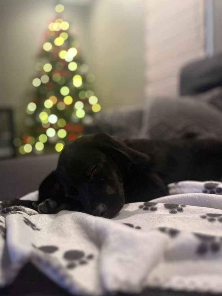 We got our first dog Maverick