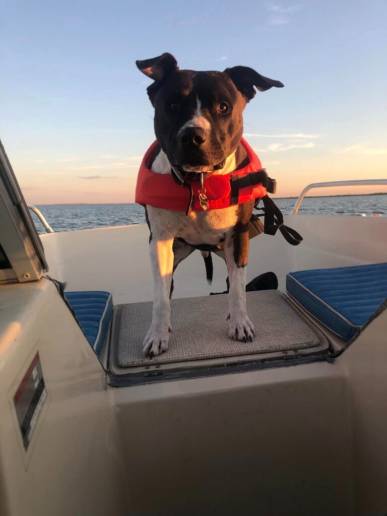 Nick found sweet Hank in a parking lot and brought him home to join our family. 